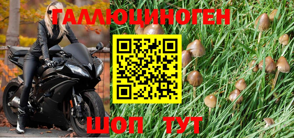 Псилоцибиновые грибы Psilocybe Тобольск